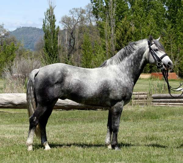 Connemara Stallion Wildwych Eclipse